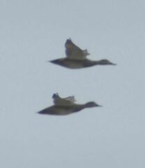 Mareca strepera strepera