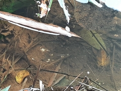 Dermogenys pusilla