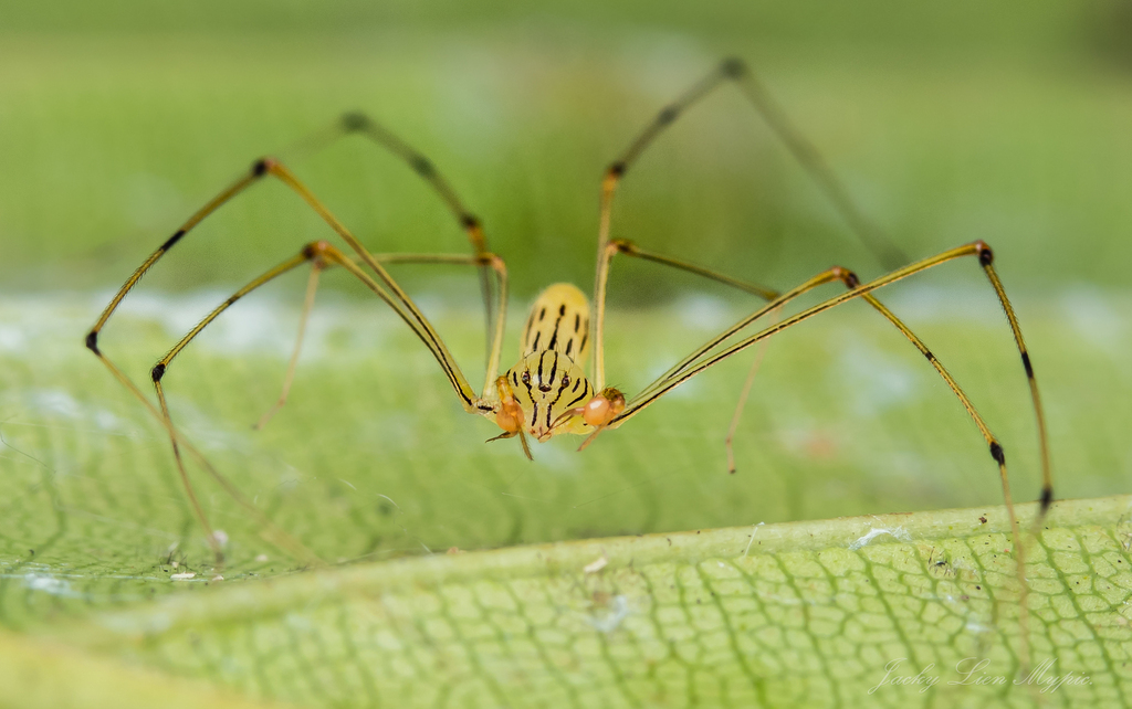 Scytodes pallida
