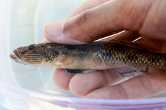 Glossogobius giuris