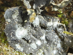 Peltigera extenuata