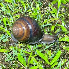 Sphaerospira fraseri