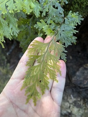 Hymenophyllum