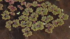 Azolla caroliniana