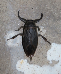 Lethocerus
