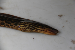 Gymnothorax polyuranodon