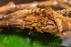 Chloroscypha alutipes