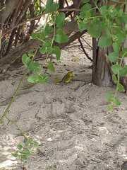 Setophaga petechia aureola