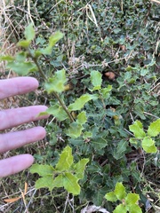 Quercus coccifera