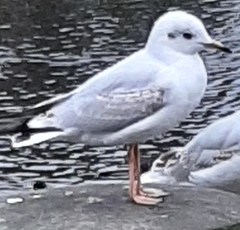 Chroicocephalus ridibundus