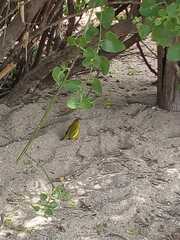 Setophaga petechia aureola