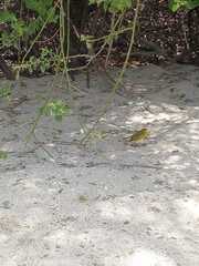 Setophaga petechia aureola