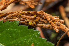 Chloroscypha alutipes