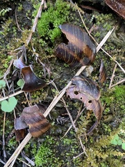 Euhadra senckenbergiana