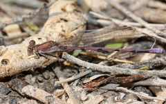 Argia pallens