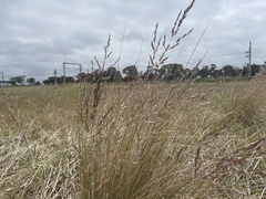 Poa labillardierei