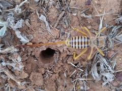 Gryllacrididae
