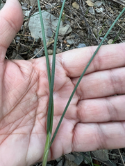Allium vineale