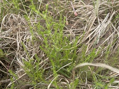 Asperula conferta