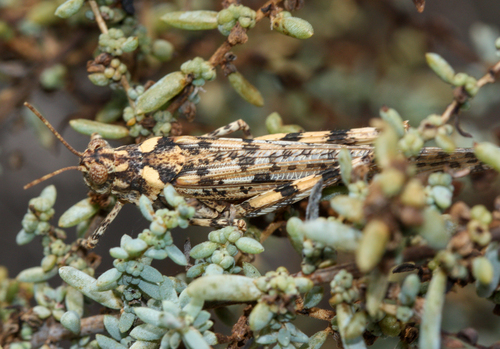Alkali Grasshopper photo 3
