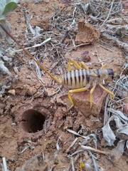 Gryllacrididae
