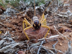 Gryllacrididae