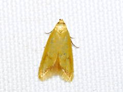 Aeolothapsa malacella
