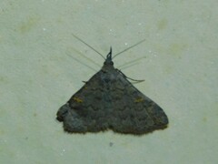 Naarda xanthonephroides