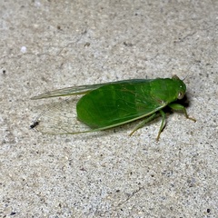 Chlorocysta vitripennis