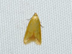 Aeolothapsa malacella