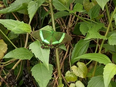 Papilio palinurus