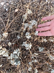 Pseudodictamnus acetabulosus