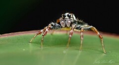 Telamonia