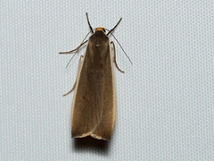 Palaeosia bicosta