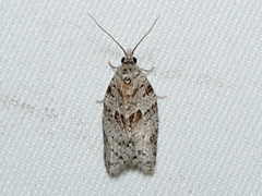 Isotenes miserana