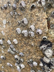 Fistulobalanus