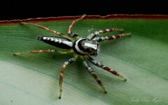 Telamonia