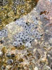 Fistulobalanus