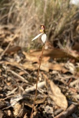 Eriochilus cucullatus