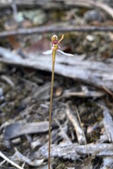 Eriochilus cucullatus