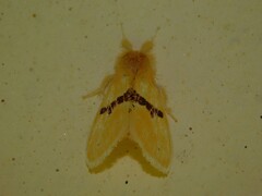 Euproctis molunduana