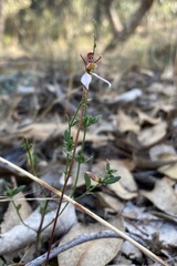Eriochilus cucullatus