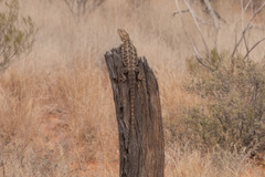 Pogona vitticeps