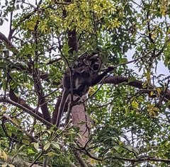 Trachypithecus obscurus