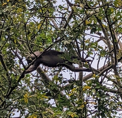 Trachypithecus obscurus