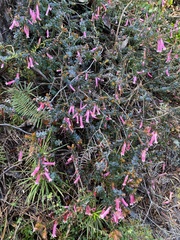 Epacris reclinata