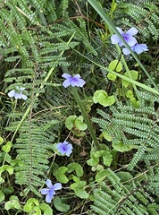 Violaceae
