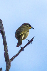 Lichenostomus cratitius