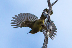 Lichenostomus cratitius