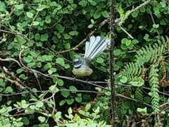 Rhipidura fuliginosa fuliginosa